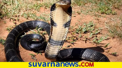 ಗ್ರಹಚಾರ ಅಂದ್ರೆ ಇದೇನಾ! ಡೆಂಗ್ಯೂ, ಮಲೇರಿಯಾ, ಕೊರೋನಾ ಗೆದ್ದಿದ್ದ ವ್ಯಕ್ತಿಗೆ ಕಚ್ಚಿದ ಕಾಳಿಂಗ