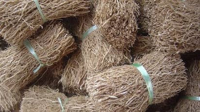 കരുതലിന്റെ വേരോട്ടവുമായി രാമച്ചം; കർഷകർക്ക് മികച്ച വരുമാനവും