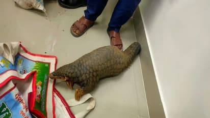 Forest department rescues pangolin from North Bengal