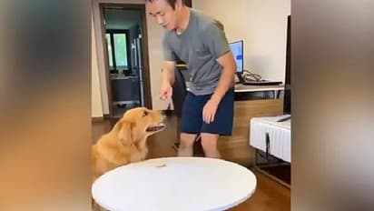 'ഞാന്‍ ഒന്നും കഴിച്ചില്ലേ...'; യജമാനനെ പറ്റിച്ച ബുദ്ധിശാലിയായ നായ; വീഡിയോ വൈറല്‍