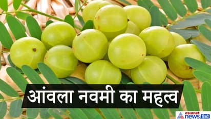 आंवला नवमी 23 नवंबर को, जानिए क्या है इस पर्व का धार्मिक और वैज्ञानिक महत्व