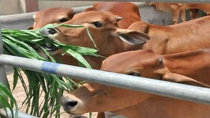 ಪುತ್ತೂರಿನಲ್ಲಿ ಎಂಜಿನಿಯರಿಂಗ್ ಪದವೀಧರನ ಕೃಷಿ ಸಾಧನೆ