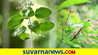 Tulsi plant Vastu: ತುಳಸಿಯಿಂದ ಸಂತೋಷ ಮನೆಗೆ ತರಲು ಹೀಗ್ಮಾಡಿ