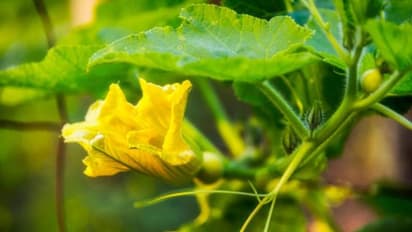 മത്തങ്ങപ്പൂക്കളുടെ രഹസ്യങ്ങൾ