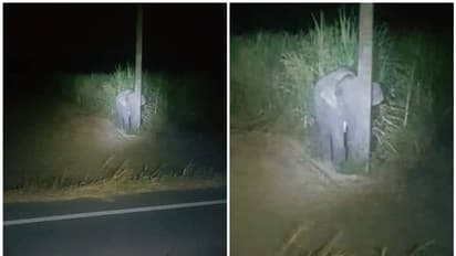രാത്രിയില്‍ കരിമ്പ് മോഷ്ടിക്കുന്ന കുട്ടിയാന; വെെറലായി ചിത്രം
