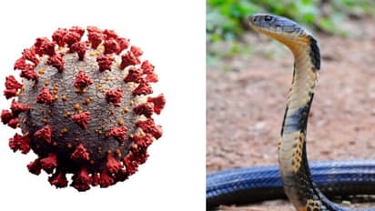 করোনা যোদ্ধার কাছে হার মানল কোবরা, ডেঙ্গু ও ম্যালেরিয়ার কাছে কাবু বিষধর সাপ