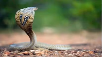 രഹസ്യ കാമുകബന്ധം കണ്ടതിന്റെ പക: ഭർതൃമാതാവിനെ പാമ്പിനെ കൊണ്ട് കടിപ്പിച്ചു കൊന്നു, ജാമ്യം നിഷേധിച്ച് കോടതി