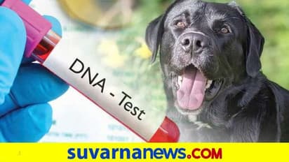 ಶ್ವಾನದ ಅಸಲಿ ಮಾಲೀಕರು ಯಾರು? ಆಧುನಿಕ ಬೀರ್‌ಬಲ್ ಕತೆ