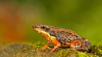 ఆటోలో వెడుతున్న బాలుడిమీద పడిన కప్ప.. బెదిరి కిందపడి  విద్యార్థి మృతి..