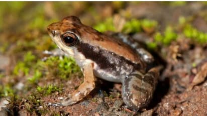 పశ్చిమ కనుమల్లో డ్యాన్సర్ కప్ప..!