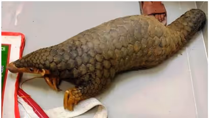 ചൈനയിലേക്ക് കടത്താൻ കൊണ്ടുപോയ ഉറുമ്പുതീനിയെ രക്ഷപ്പെടുത്തി വനംവകുപ്പ്