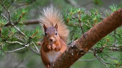 ಪತ್ತೆಯಾಯ್ತು ಶ್ವೇತವರ್ಣದ ಅಳಿಲು: ಮುದ್ದಾಗಿರುವ ಪುಟ್ಟ ಜೀವಿಗಿದೆ ಕೊರತೆ!