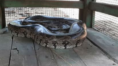 খামার থেকে উদ্ধার ১৫ কেজি ওজনের বিশালকার পাইথন, পুরুলিয়ায় চাঞ্চল্য