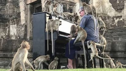 കുരങ്ങന്മാര്‍ക്ക് വേണ്ടി പിയാനോ വായിച്ച് സംഗീതജ്ഞൻ; വീഡിയോ വൈറല്‍