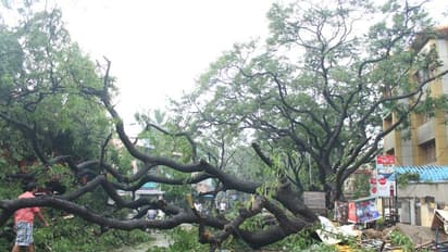 சென்னையில் மிச்சம் மீதி மரங்களையும் வேருடன் பிடுங்கிய நிவர்..!! இதுக்கு நிலம், கஜா, நாடா, தானே எவ்வளவோ மேல்.