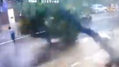 சென்னையில் சாலையில் நடந்து சென்றவர் மீது வேரோடு சாய்ந்து விழுந்த மரம்... வைரலாகும் வீடியோ..!