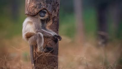 சோஷியல் மீடியாக்களை மெர்சலாக்கிய செம க்ளிக்..! காணக்கிடைக்காத அரிய புகைப்படம் உருவான சுவாரஸ்ய கதை