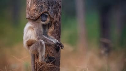 The real story behind the viral Langur photograph