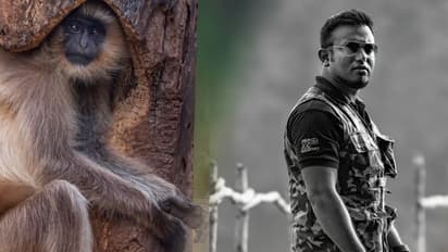 গাছের পেটে হনুমান, বাঘের ছবি তুলতে গিয়ে আশ্চর্য ঘটনার সাক্ষী বন্যপ্রাণ ফটোগ্রাফারের