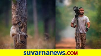 ಮರದ ಪೊಟರೆಯೊಳಗೆ ಲಂಗೂರ್ ವಿರಾಜಮಾನ,  ಇಂಥ ಪೋಟೋ ಸಿಗೋದು ಸುಲಭನಾ!