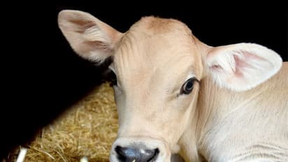 ಕಷ್ಟದಲ್ಲಿರೋರಿಗೆ ಸರ್ಕಾರದಿಂದ ಹಸುವಿನ ಕರು ವಿತರಣೆ