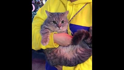 ಮನೇಲೆ ಇರು ಅಂದ್ರೆ ಕೇಳಲ್ಲ ತುಂಟ ಬೆಕ್ಕು, ಬ್ಯಾಗ್‌ನಲ್ಲಿ ತುಂಬಿ ಕಾಲೇಜಿಗೆ ಒಯ್ದ ಸುಂದರಿ