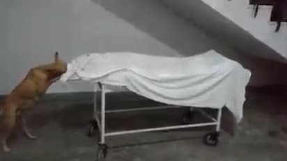 ബാലികയുടെ മൃതദേഹം കരണ്ടുതിന്നുന്ന തെരുവുപട്ടി; യുപിയില്‍ നിന്ന് ഞെട്ടിക്കുന്ന ദൃശ്യം