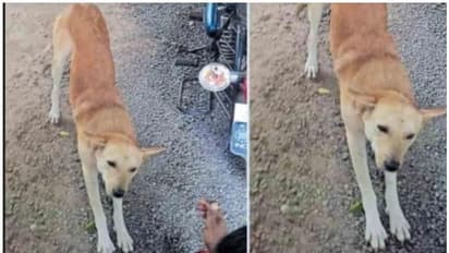 'കുട്ടന്‍' കുരച്ച് വിവരമറിയിച്ചു; അപകടത്തില്‍പ്പെട്ട ബൈക്ക് യാത്രികന് തിരിച്ചുകിട്ടിയത് ജീവന്‍