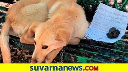 ಖಾಲಿ ಬೆಂಚಿನ ಮೇಲೆ ಚಂದದ ನಾಯಿ ಮತ್ತು ಮನಮುಟ್ಟುವ ಪತ್ರ..!