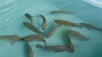 കോവിഡ് പ്രതിസന്ധി; മത്സ്യകർഷകർക്ക് വിപണിയൊരുക്കി സിഎംഎഫ്ആർഐ