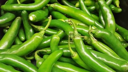 മുളക് വിള കൂട്ടാൻ പതിനൊന്നു വഴികൾ