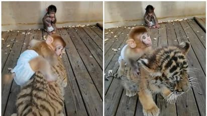 അപൂര്‍വ്വ സൌഹൃദത്തിന്‍റെ കാഴ്ചകള്‍, ബാന്‍ ജിന്നും സെപ്തംബറും