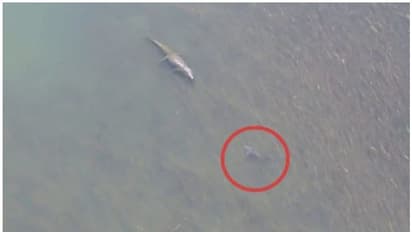 മുതലയും സ്രാവും നേർക്കുനേർ; സംഭവിച്ചത് ഇതായിരുന്നു, വീഡിയോ കാണാം