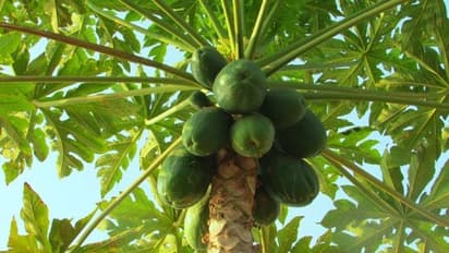 வீட்டு முன்பு பப்பாளி மரம் வளர்க்கலாமா? வளர்த்தால் வாஸ்துபடி என்ன நடக்கும்?