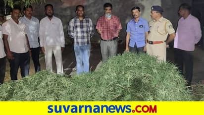 ಬಸವನಬಾಗೇವಾಡಿ: ಯಲ್ಲಾಲಿಂಗ ಮಠದಲ್ಲಿ ಗಾಂಜಾ ಪತ್ತೆ..!