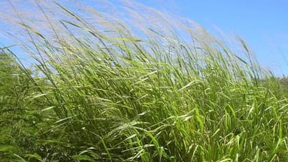 മികച്ച പുല്ലുകൾ നൽകി പശുപരിപാലനം എളുപ്പമാക്കാം