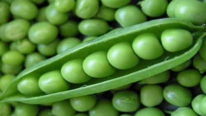 ಹೀಗಿಟ್ಟರೆ ಹಸಿ ಬಟಾಣಿ ಹೆಚ್ಚು ಕಾಲ ಫ್ರೆಶ್ ಆಗಿರುತ್ತೆ!