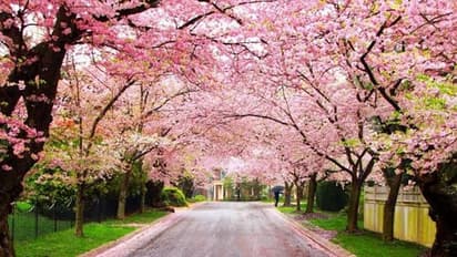 ಚಳಿಗಾಲದಲ್ಲಿ ಅರಳಿದ ಚೆರಿ ಹೂಗಳು: ಶಿಲಾಂಗ್ ಪಿಂಕ್ ಪಿಂಕ್