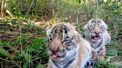 അമ്മ പോയി, കാടും അന്യമായി; ഈ കടുവക്കുഞ്ഞുങ്ങള് ഇനി മനുഷ്യര്ക്കൊപ്പം