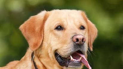 ಶ್ವಾನಗಳಿಂದ ಕೋವಿಡ್‌ ಸೋಂಕು ನಿಖರ ಪತ್ತೆ!