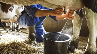 इस तरह पीते ही जहर बन जाता है पौष्टिक दूध, फायदे की जगह शरीर को पहुंचाने लगता है नुकसान