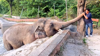 സിനിമ പോലെ ഒരാനക്കഥ; ലോകമെങ്ങുമുള്ള നല്ല മനുഷ്യര് ഇടപെട്ടു; ഭൂമിയിലെ ഏറ്റവും ഏകാകിയായ ആനയ്ക്ക് മോചനം