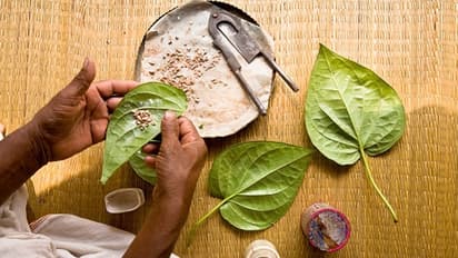 বিজয়া দশমীতে পান খাওয়ার রীতি, জানেন এর ধর্মীয় গুরুত্ব!