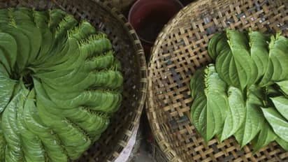 Betel leaves