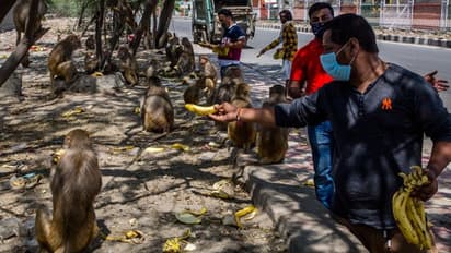 করোনা-র উৎস নাকি ভারতে, বাদুড় নয় বানর থেকে - চাঞ্চল্যকর দাবিতে বিশ্বজুড়ে হইচই