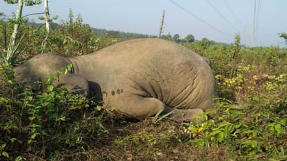ರಸ್ತೆ ದಾಟುತ್ತಿದ್ದ ಆನೆಗೆ ಡಿಕ್ಕಿ ಹೊಡೆದ ಕಂಟೈನರ್: ಸಾವು-ಬದುಕಿನ ನಡುವೆ ಮೂಕಪ್ರಾಣಿಯ ಹೋರಾಟ