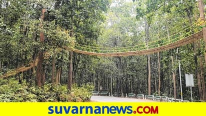 ಉತ್ತರಾಖಂಡ ಕಾಡಿನಲ್ಲಿ ಪ್ರಾಣಿಗಳಿಗೆ ಸೇತುವೆ!