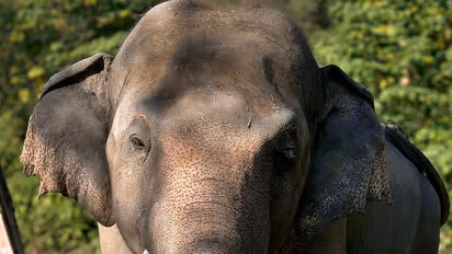 കരുളായി വനത്തിൽ കാട്ടാനയെ ചെരിഞ്ഞ നിലയിൽ കണ്ടെത്തി