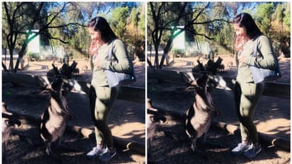 'എവിടെയായിരുന്നു ഇത്രയും കാലം?', കംഗാരുവിനൊപ്പമുള്ള ഫോട്ടോയുമായി നവ്യാ നായര്