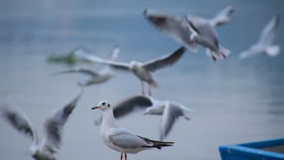 Seychelles sells 'digital' endangered birds as NFTs for conservation